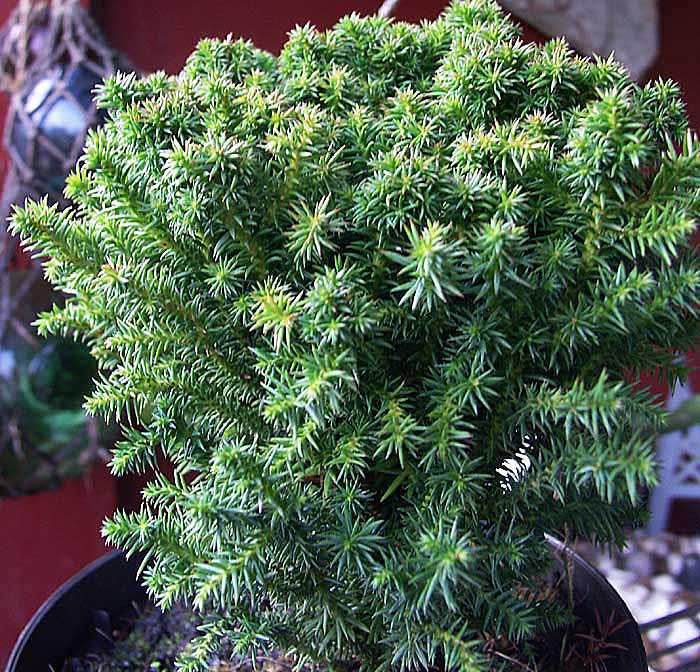 Japansk ädelcypress, _Chamaecyparis obtusa_, 'Teddy Bear', är liten och "klappvänlig". Foto: Sylvia Svensson