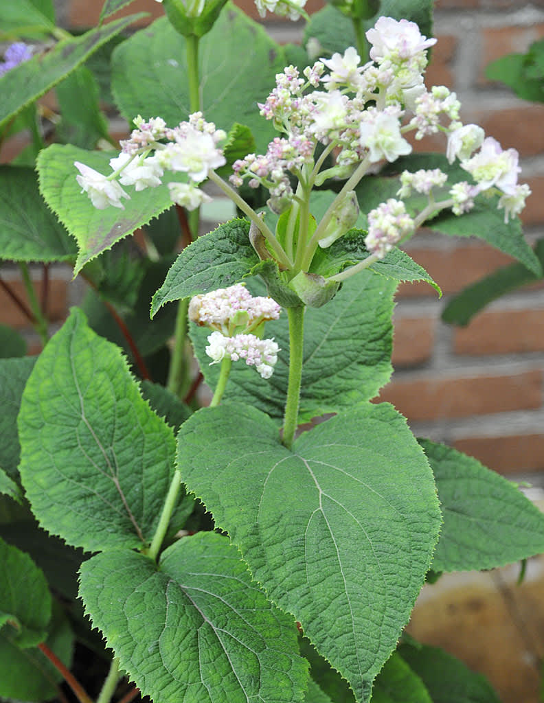 _H. involucrata_ 'Hortensis'.
Foto: Sylvia Svensson