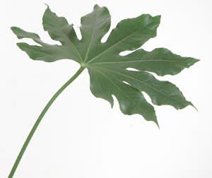 _Fatsia japonica_, aralia.