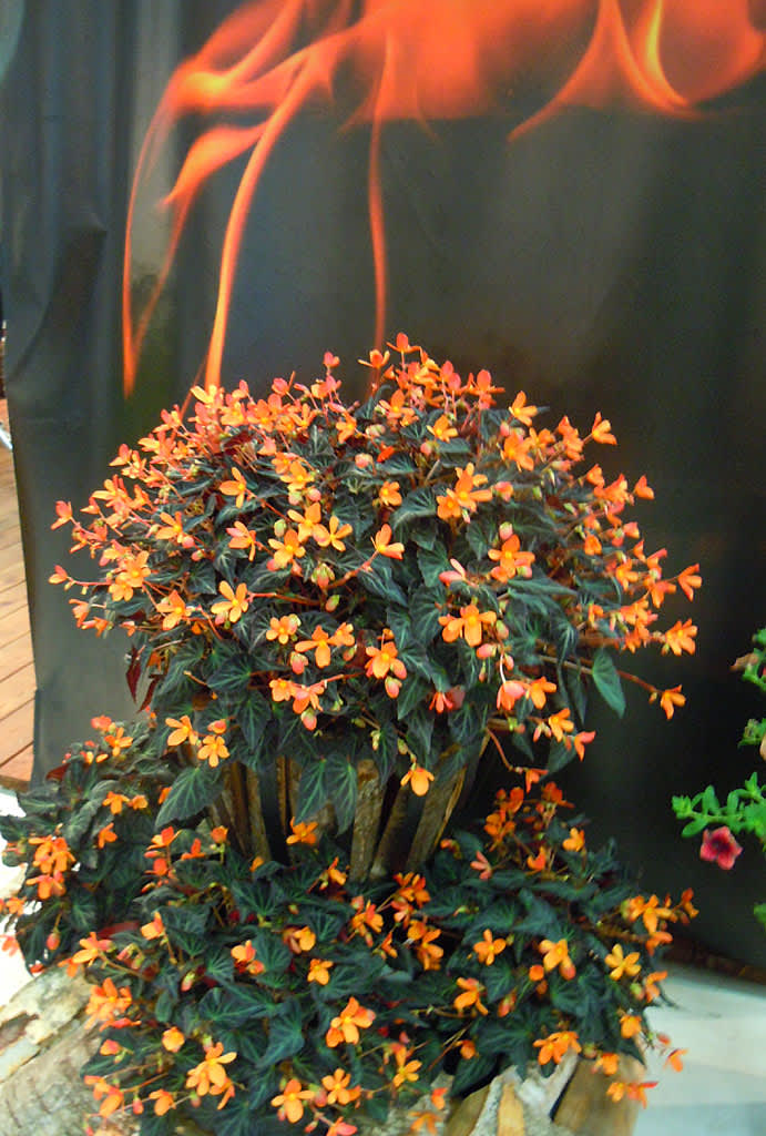 Hörnhems: Begonia 'Glowing Embers'.
Foto: Sylvia Svensson