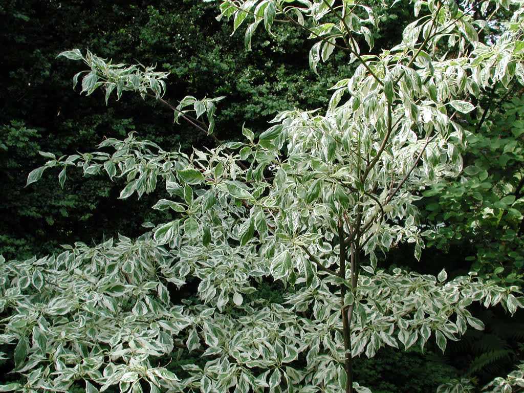 Pagodkornell, _Cornus controversa_, 'Variegata'. Foto: Sylvia Svensson