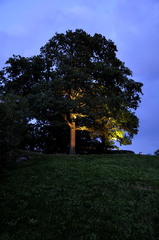Belys ett stort träd med spotlightsFoto: Sylvia Svensson