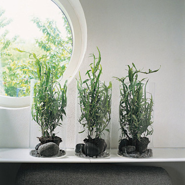 _Homalocladium platycladum_.