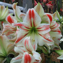 Amaryllis 'Amorice'. Finns att köpa: [Amarylliserbjudande](http://erbjudande.odla.nu/a/) 