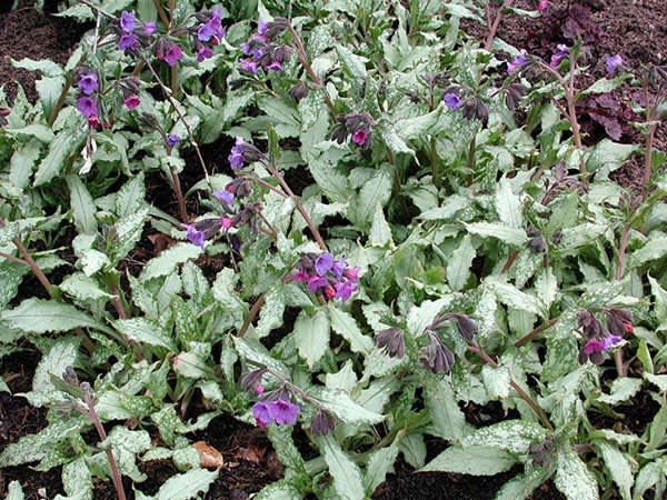 _Pulmonaria_ 'Silver Shimmers'.
Foto: Sylvia Svensson