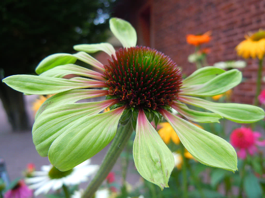 _Echinacea purpurea_ 'Green Envy'.
Foto: Bernt Svensson