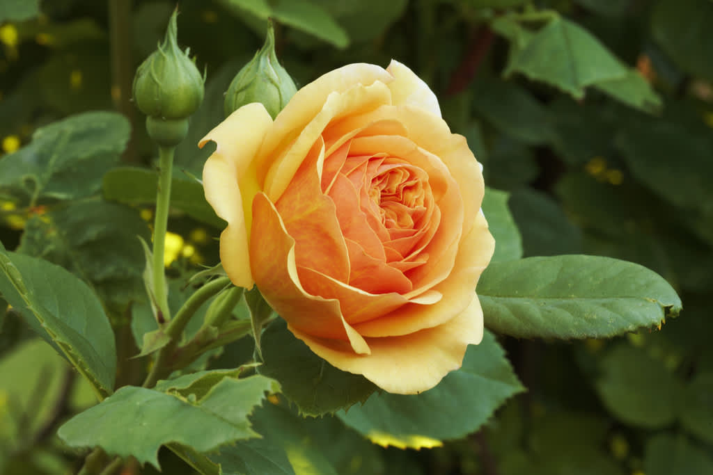 Under rosdagarna är hela Fredriksdals rosexpertis tillgänglig för besökarna. 
Foto: Fredriksdal museer och trädgårdar