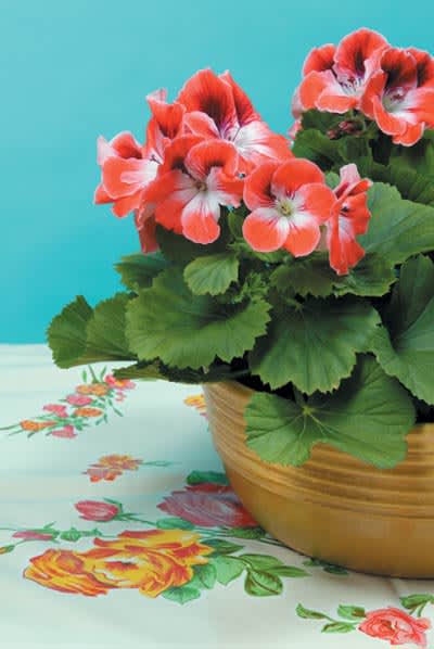 Engelsk pelargon, _Pelargonium x domesticum_. Foto: Thomas Södergren.