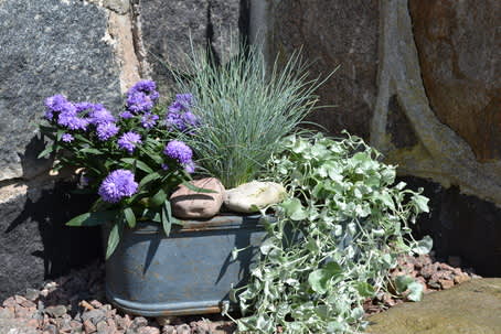 Blåsvingel, sommaraster och silvernjurvinda i sensommarsolen. Foto: Blomsterfrämjandet