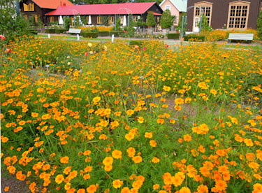 Tagetes i rosrabatten
