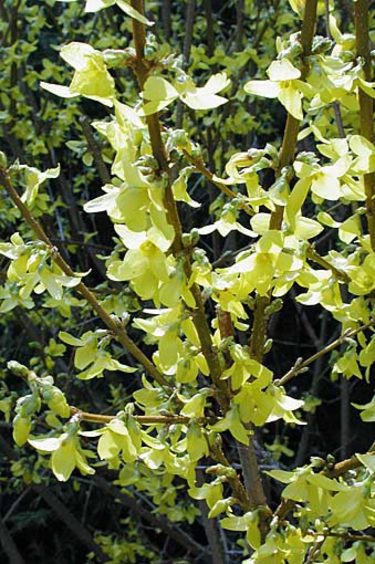 _Forsythia_ x _intermedia_