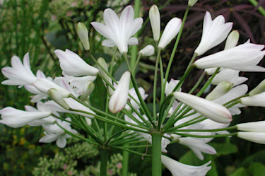 _Agapanthus praecox 'Alba'_.