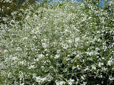 Stäppkål, _Crambe cordifolia_.