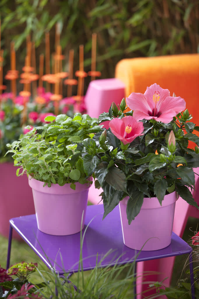 Sätt din färgstarka hibiskus i färgstark kruka - effekten blir slående! 
Foto: Floradania