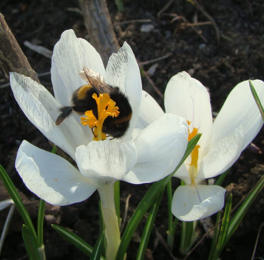 I början var humlan ganska pigg men störtar snart rakt ner i blomman! 
Foto: Katarina Kihlberg