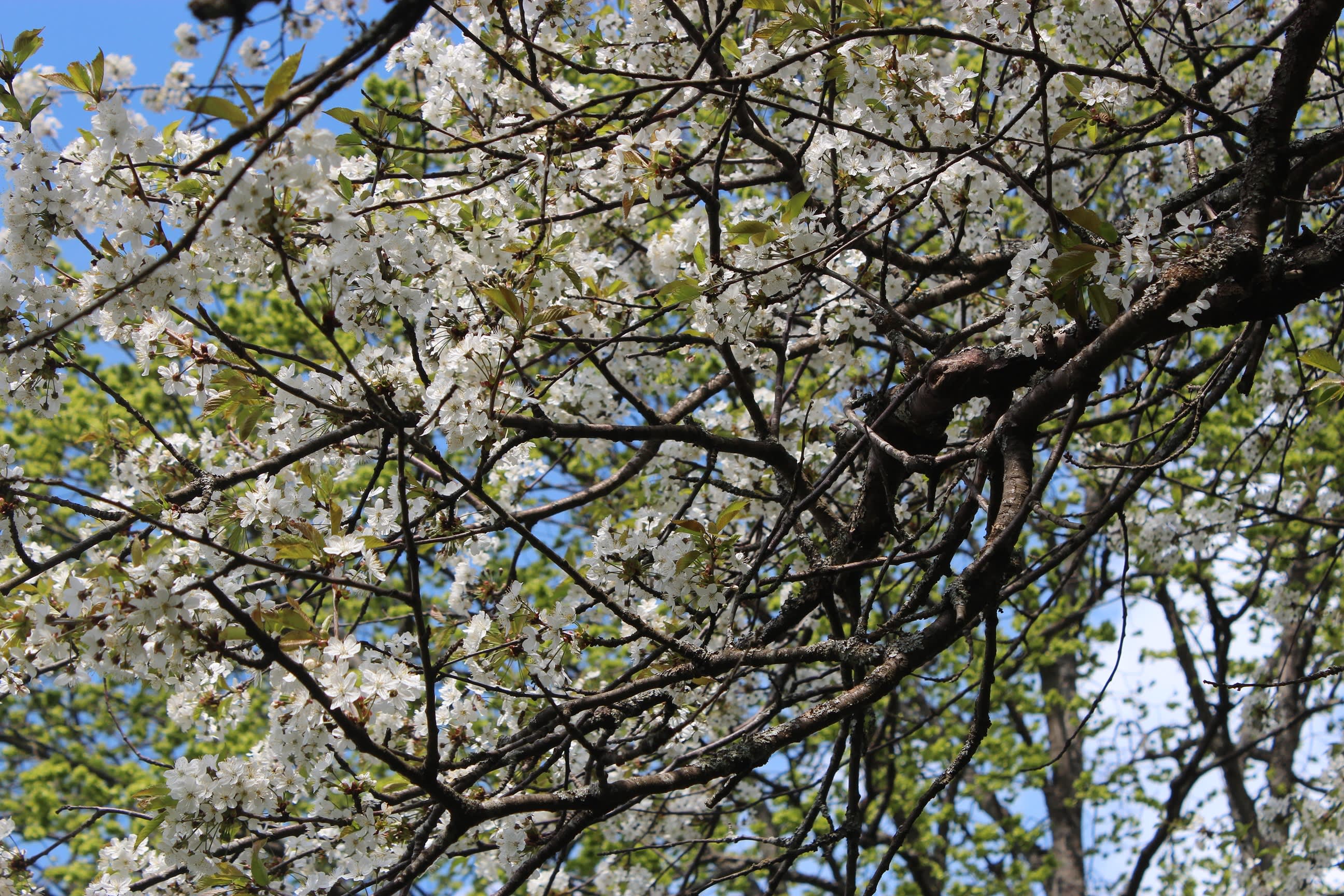Körsbärsträden har blommat extra länge / Foto: Anna Theorin
