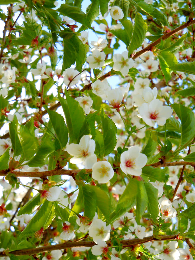 Prydnadskörsbär, _Prunus_, 'Umineko' blommar i vitt. Foto: Sylvia Svensson