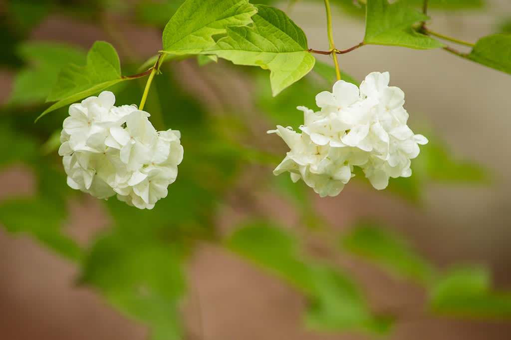 Snöbollsbuske heter den här, tror jag. Äntligen har den börjat att blomma hos mig, säger Geert. Jag grävde upp en stickling för flera år sedan. Verkligen vacker.