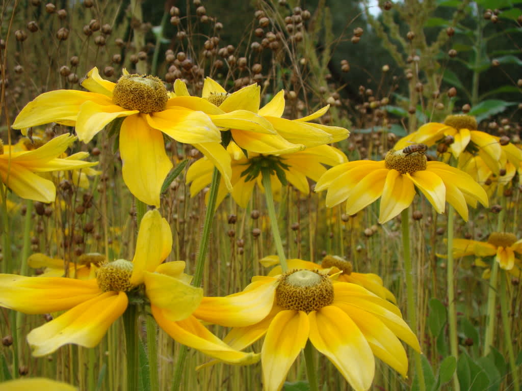 Sommarrudbeckior finns i olika gula och rödbruna nyanser. De kan fylla en hel rabatt och dansar där en sommar. Foto: Katarina Kihlberg