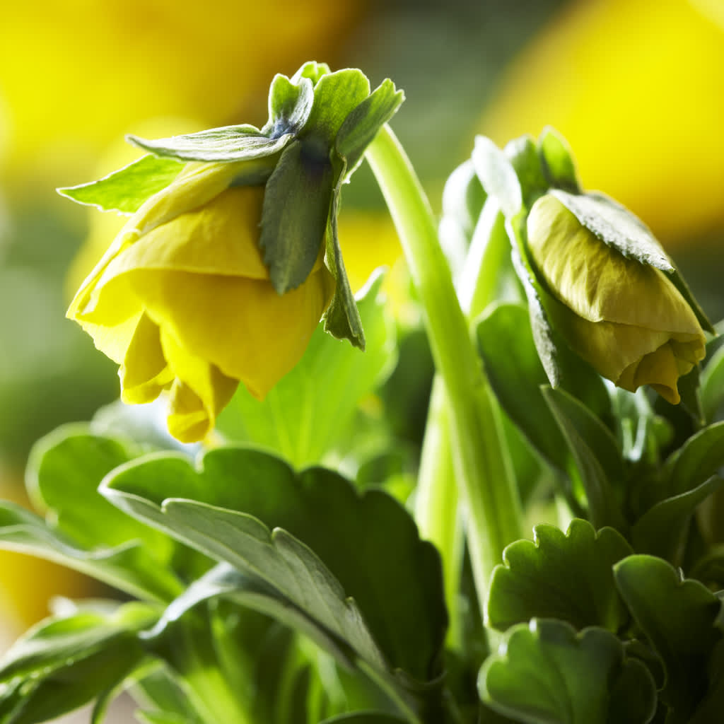 Pensé, _Viola x wittrockiana_, 'Delta Gold with Blotch'. 
Foto: Blomsterfrämjandet/Syngenta