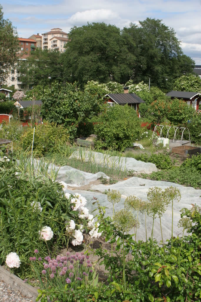 På kolonin Tanto Norra i Stockholm finns en del rena odlingslotter, utan stugor. 