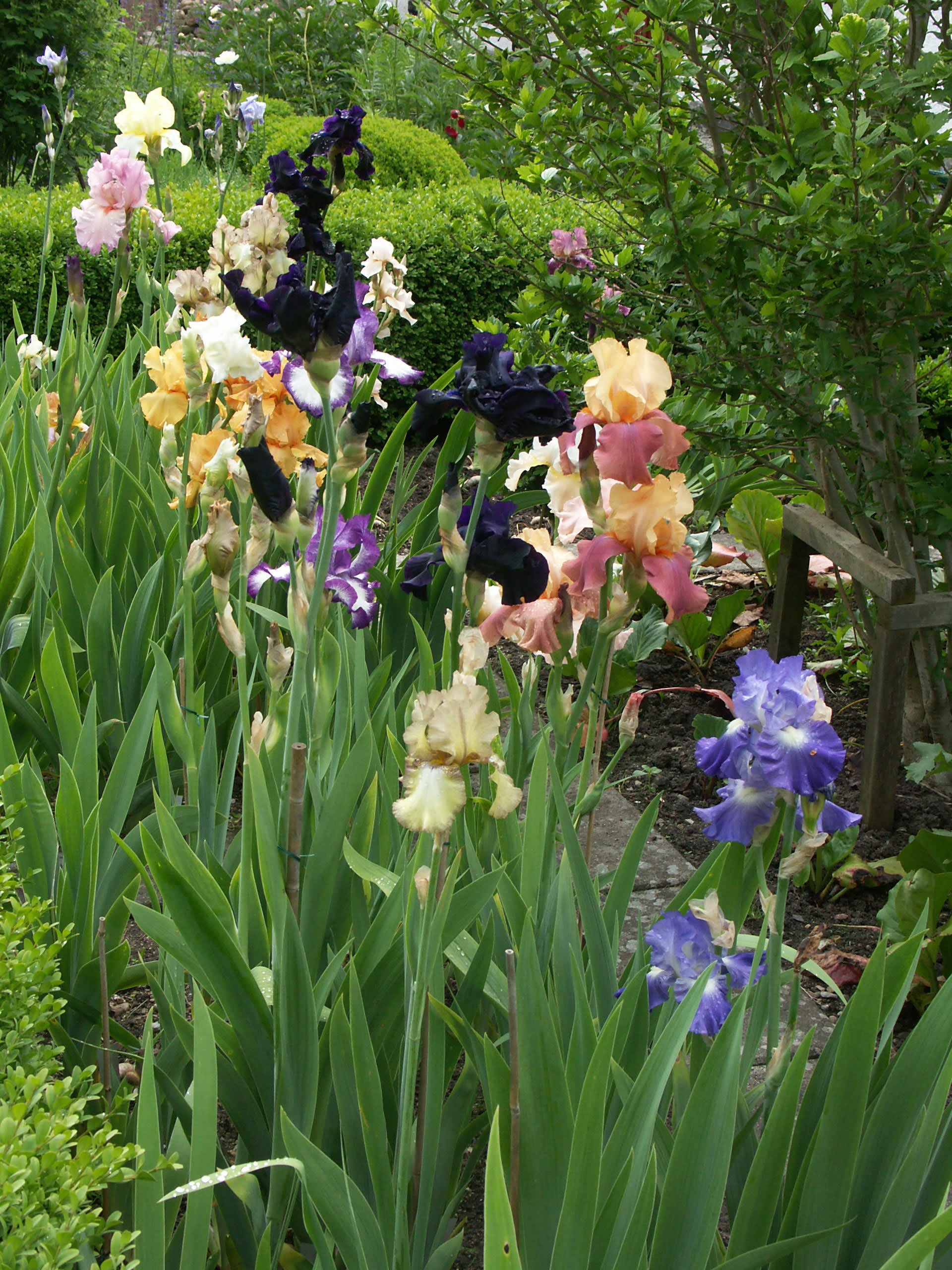 Olika irissorter. Foto: Sylvia Svensson