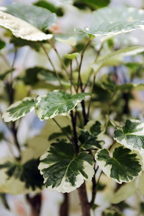 Silveraralia, _Polyscias scutellaria_. Foto: Mats Hallgren.