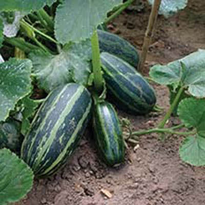 **Sommarsquash 'Table Dainty F1'**
Foto: Mr. Fothergill's