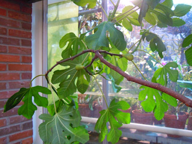_Ficus carica_, **fikon**.