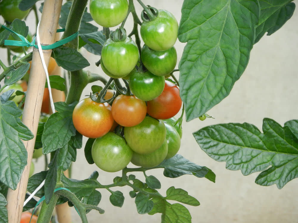 Susannes ekologiskt odlade tomater. Foto: Susanne Lundberg