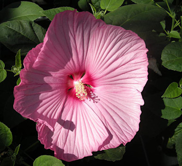 Hibiscus (_Moscheutos-gruppen_) 'Mauvelous'.