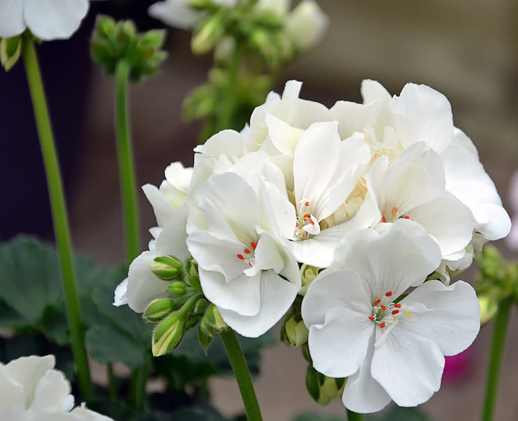 Pelargon, _Pelargonium x hortorum_, ´Fidely White´. Foto: Mäster Grön