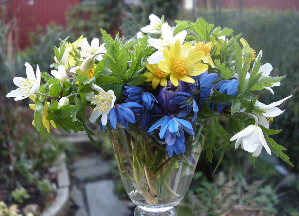 Norröver kanske man ännu kan hitta de tidigare vårblommorna och göra en bukett.
Foto: Sylvia Svensson
