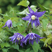 Klematis 'Georg' E bjuder på  hängande, fyllda, djupt violetta blommor från tidig vår till oktober.  