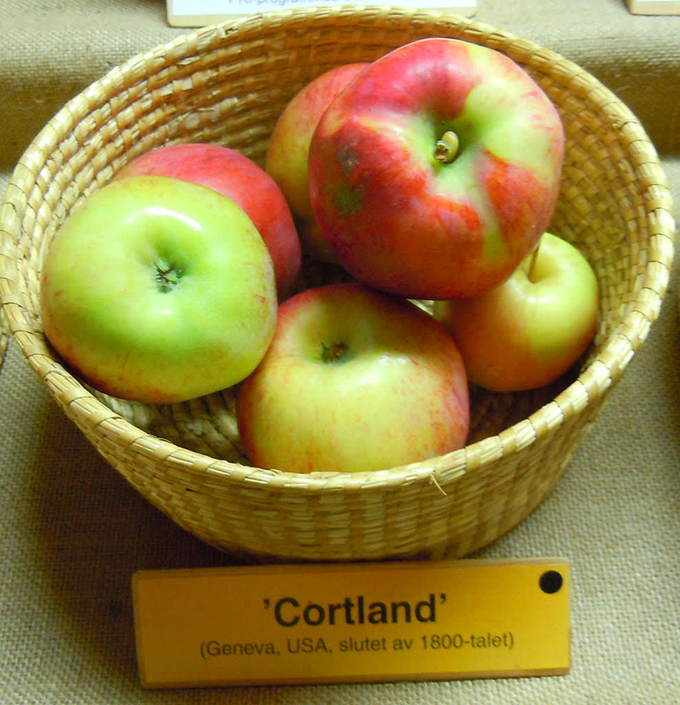 'Cortland'.
Foto: Sylvia Svensson