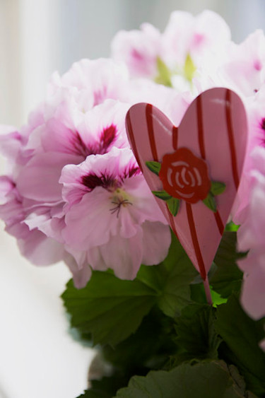 Engelsk pelargon med rosa hjärta.