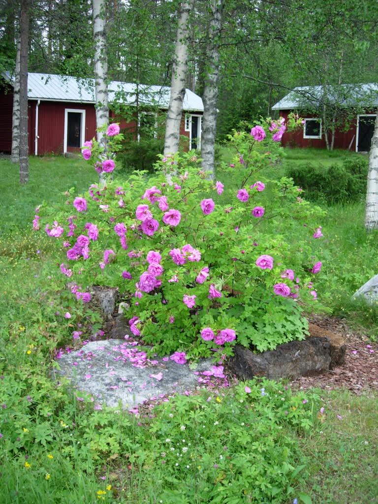 Örträskrosen blommar överdådigt och har en underbar doft! 4 juli 2010.