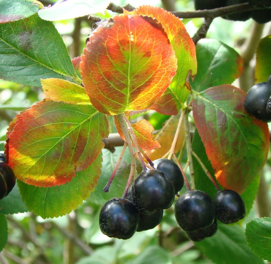 Svartaronia, _Aronia melanocarpa_, är en vacker buske med fantastiskt nyttiga bär. Foto: Katarina Kihlberg