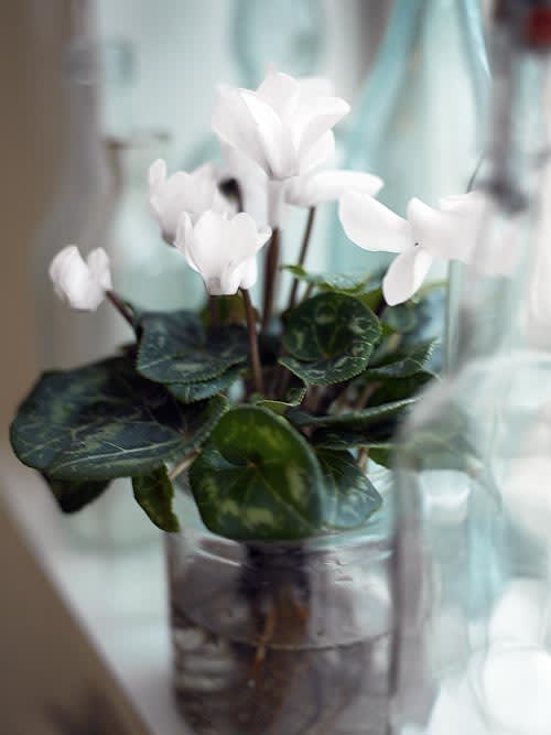 Cyklamen, _Cyclamen persicum_. Foto: Lena Granefelt.