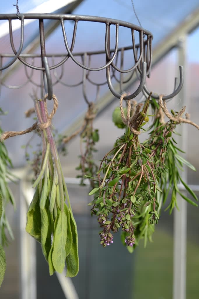 Salvia och timjan är kryddväxter som fungerar bra att torka. 

Foto: Blomsterfrämjandet