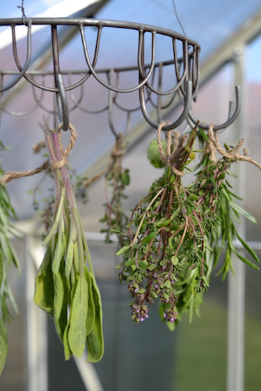 Salvia och timjan är kryddväxter som fungerar bra att torka.
Foto: Blomsterfrämjandet