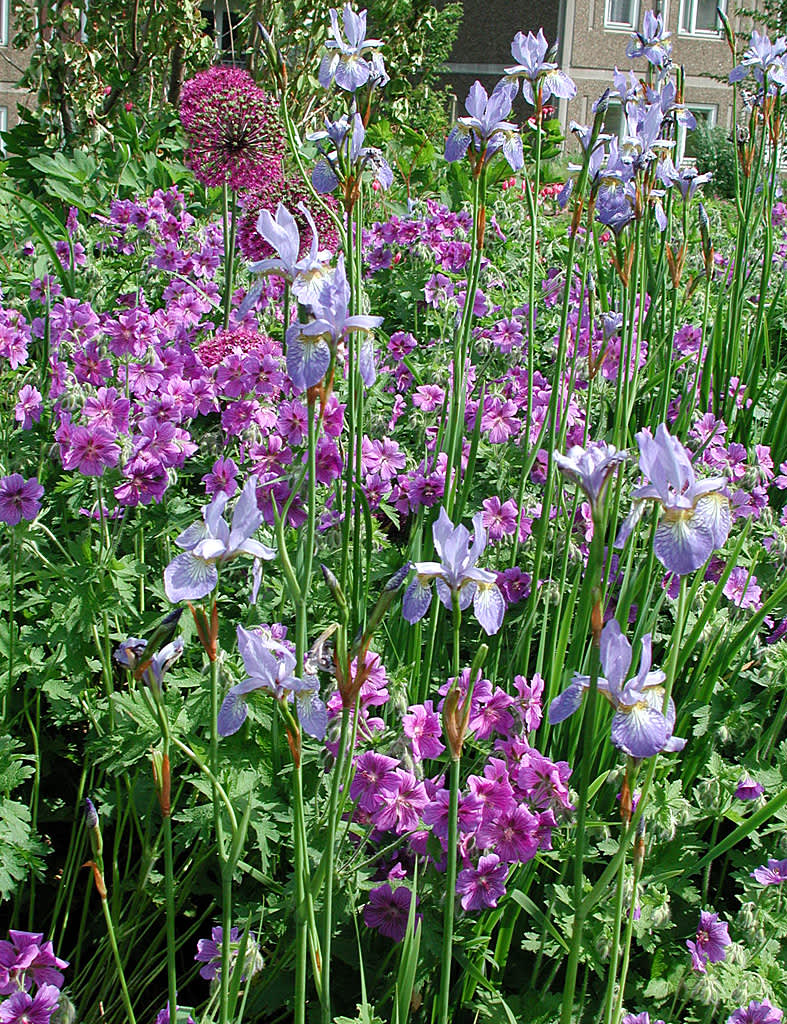 _Iris sibirica_ 'Perry's Blue' och _Geranium x magnificum_ 'Rosemore' flankerar bollöken. Foto: Sylvia Svensson