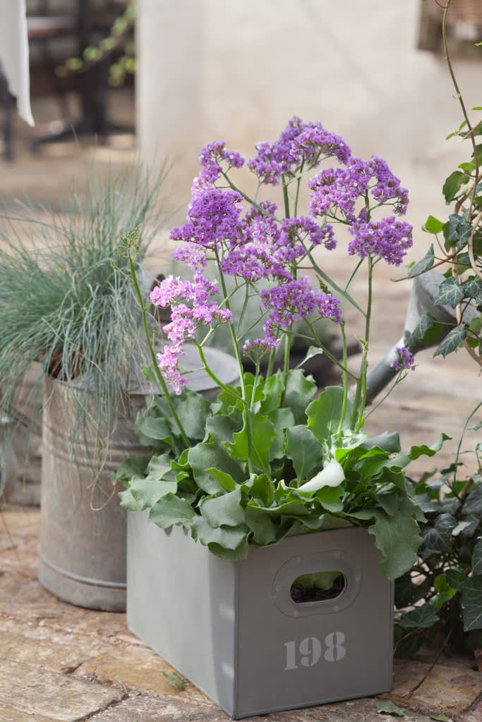 Heliotroprisp, Limonium perezii 'Salt Lake', en lavendellila nyhet.
Foto: Blomsterfrämjandet/Minna Mercke Schmidt