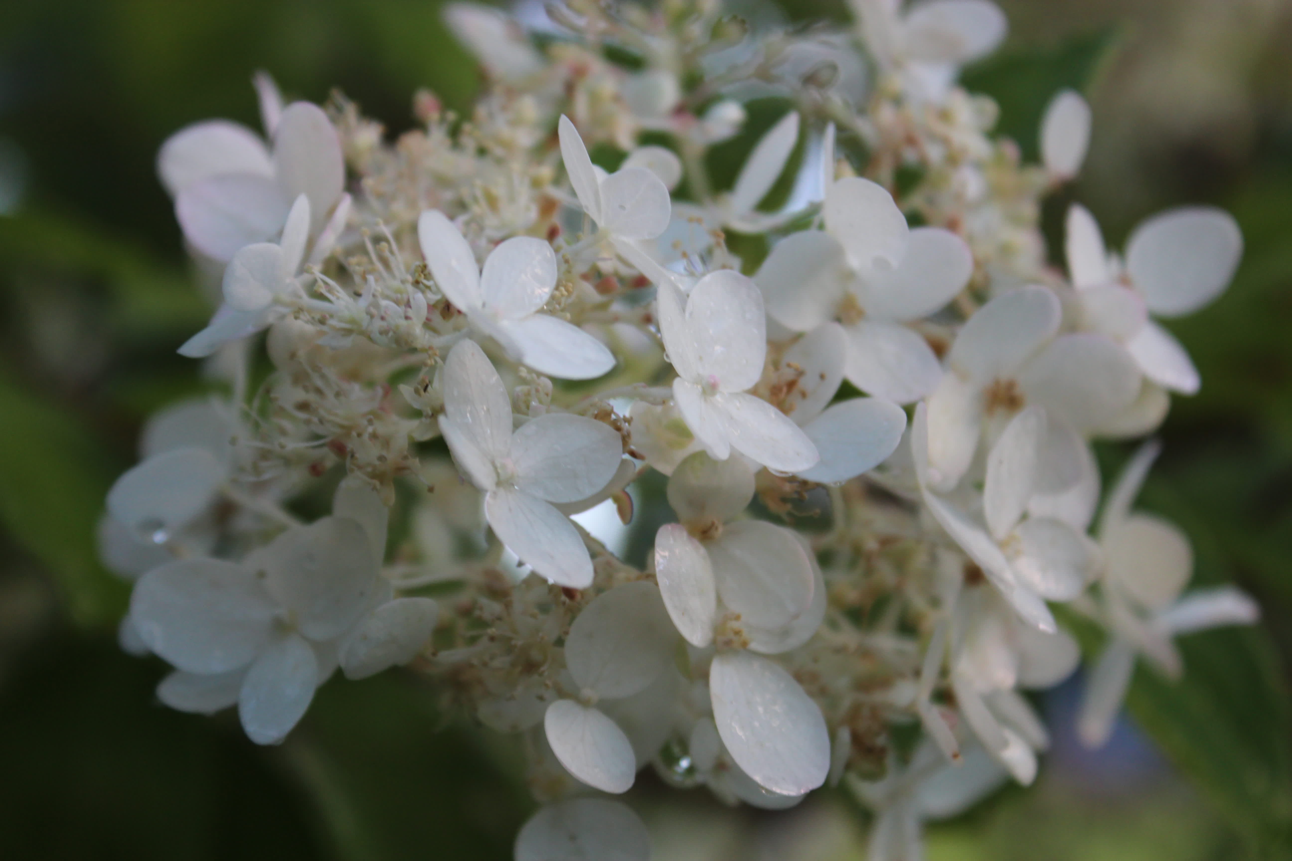 Vidjehortensia // Foto: Anna Theorin