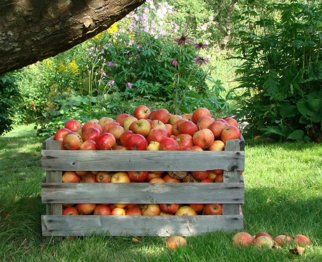 En äppelskörd i norr säkras bäst genom att odla tidiga sorter som hinner utvecklas klart! Foto: Katarina Kihlberg