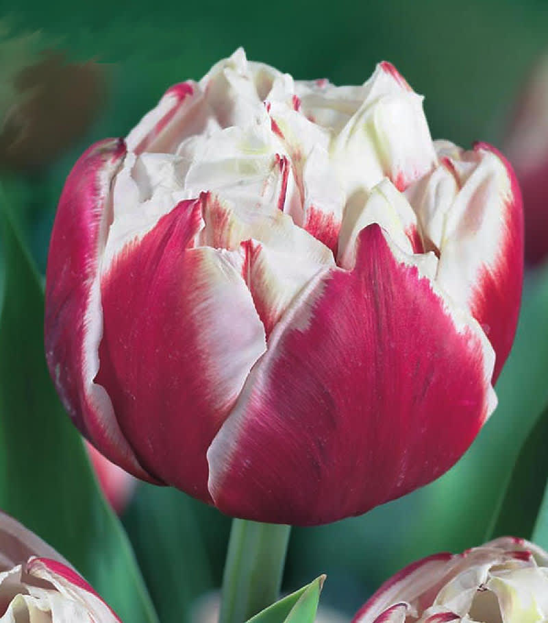 Tulipa 'Horizon'. Foto: Odla.nu