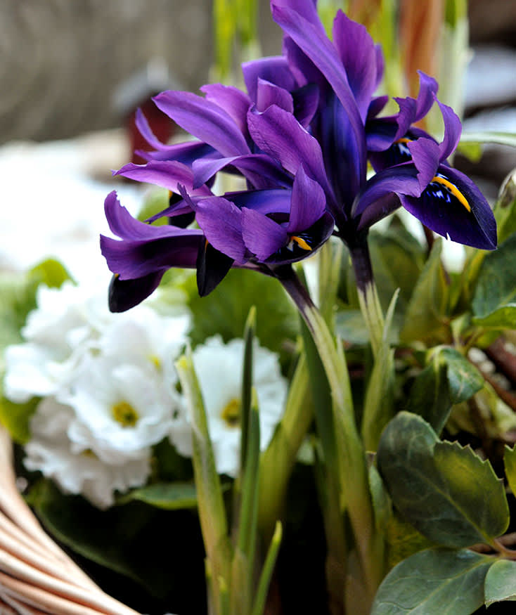 Fördrivna lökväxter doftar vår! Här _Iris reticulata_ 'George' och vårprimula.