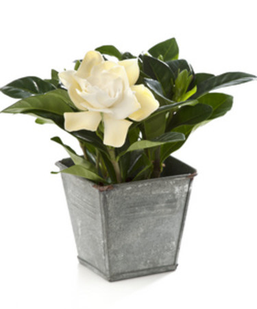 Gardenia.