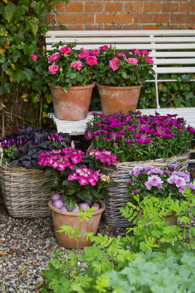 En cerise färgklick livar upp sensommarträdgården. Foto: Floradania