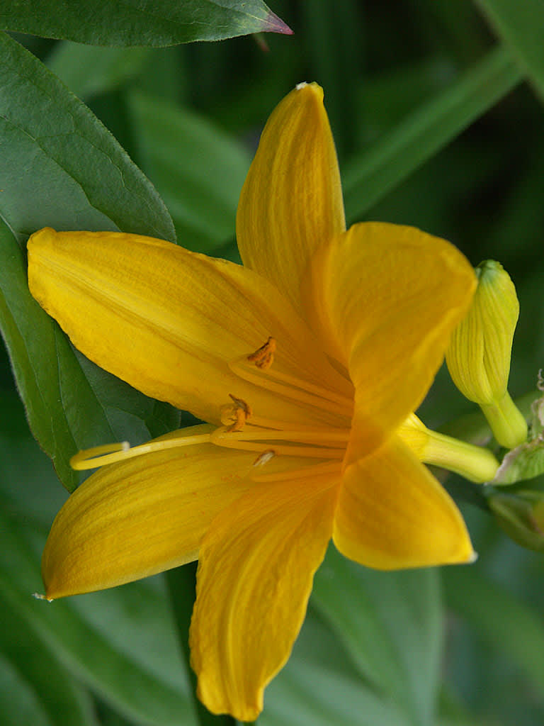 _Hemerocallis lilioasphodelus_, daglilja.
Foto: Sylvia Svensson
